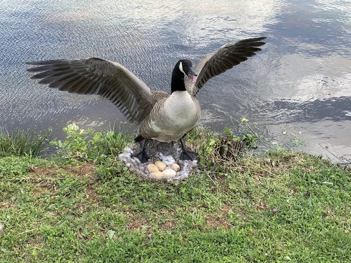 La Costa Mobile Home And RV Park Picture 10