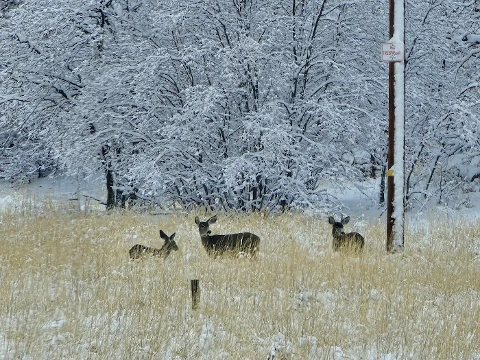 Middle Canyon Campground Picture 10