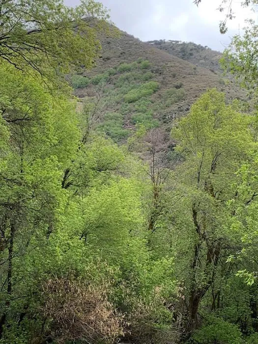 Middle Canyon Campground Picture 4