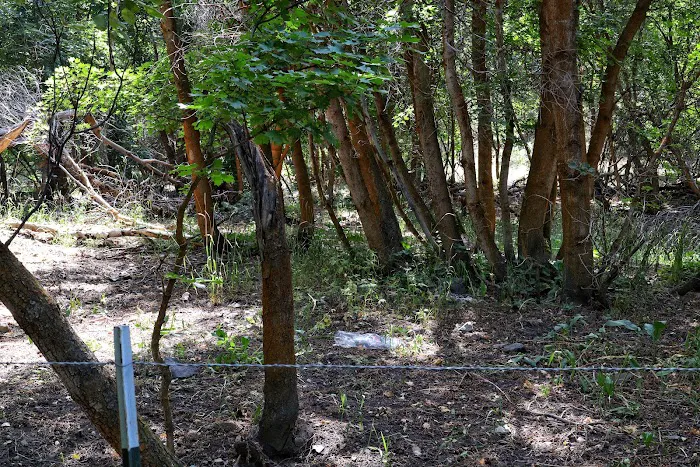 Middle Canyon Campground Picture 5