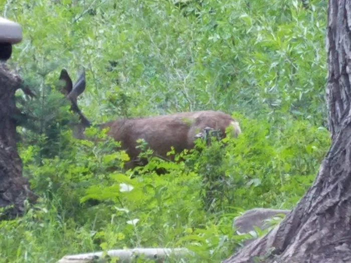 Kimball Campground Picture 7