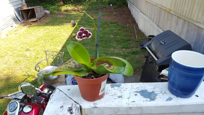 Douglasville Regency Picture 8