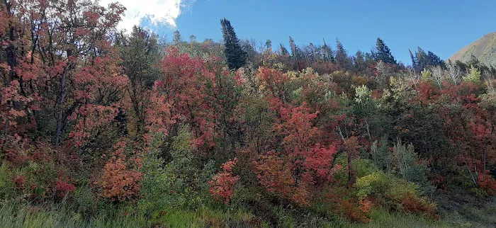 Harvest Grove Group Campsite Picture 2