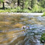 Little Goose Campground