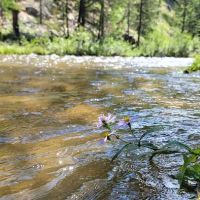 Little Goose Campground ico