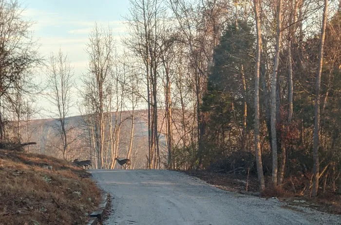 Cumberland Valley RV Ranch Picture 4