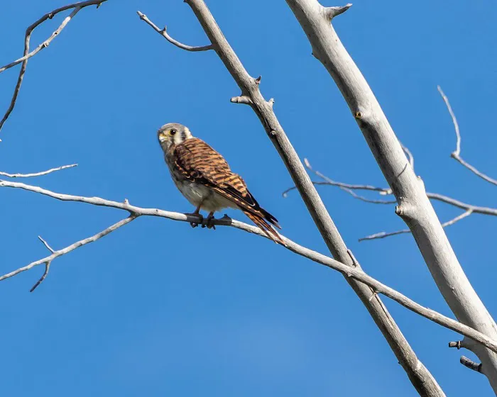 Rock Cliff Campground Picture 9