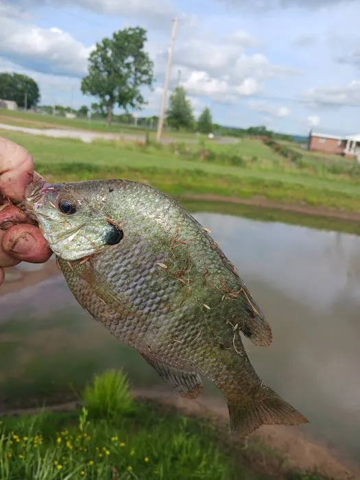 Pelham RV Park Picture 4