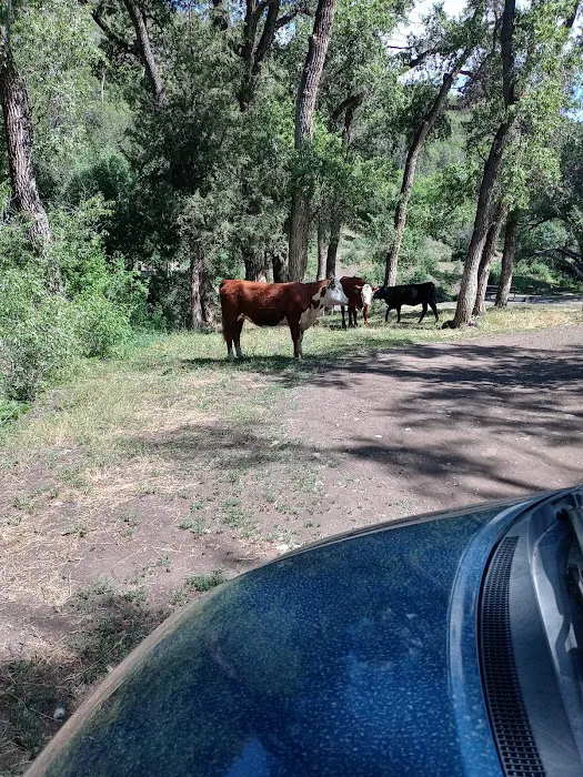 Ophir Campgrounds Picture 10