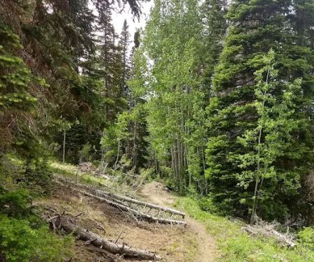 Cottonwood Campground