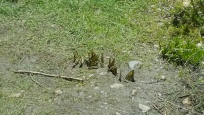 Cottonwood Campground Picture 7