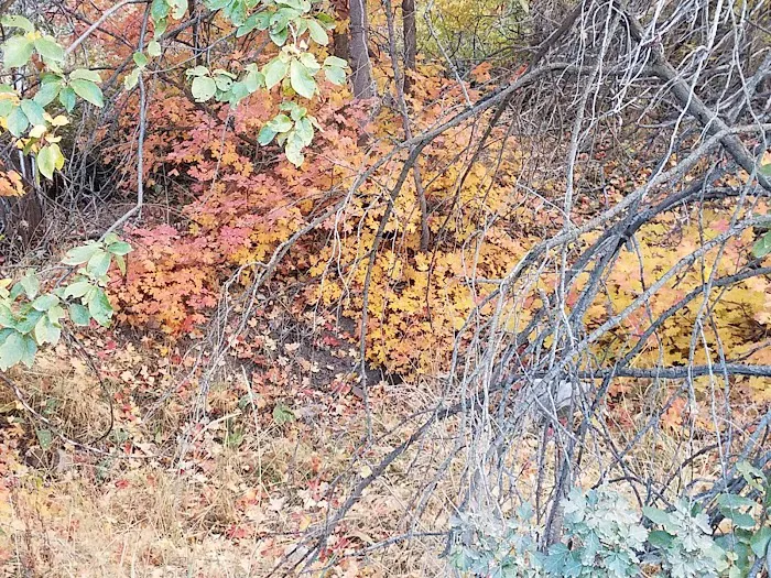 Cottonwood Campground Picture 10