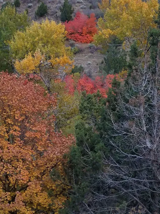 Cottonwood Campground Picture 9