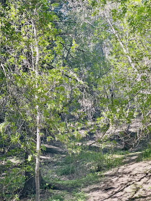 Intake Campground Picture 8