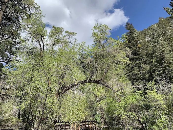 BOY SCOUT (recgovnpsdata) Picture 8