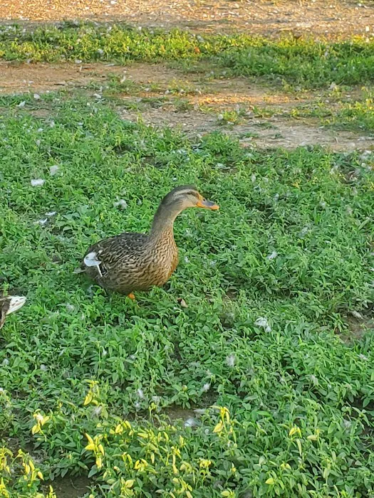 Swan Lake Mobile Home Community Picture 5