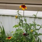 Swan Lake Mobile Home Community