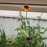 Swan Lake Mobile Home Community ico