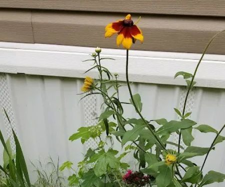 Swan Lake Mobile Home Community