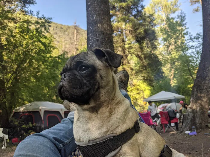 Lower Narrows Campground Picture 2