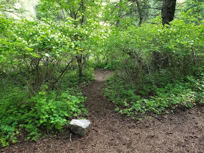 Upper Narrows Campground Picture 1