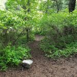 Upper Narrows Campground