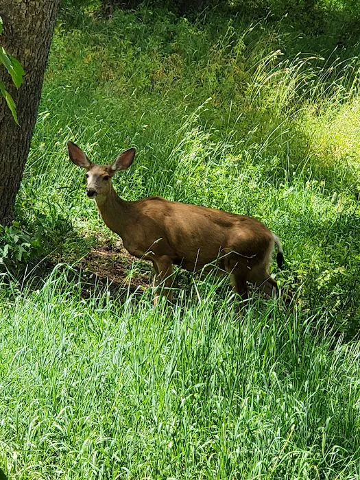 Loop Campground Picture 2