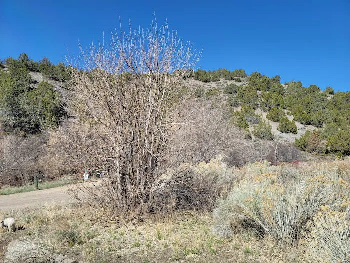 Clover Springs Campground Picture 6