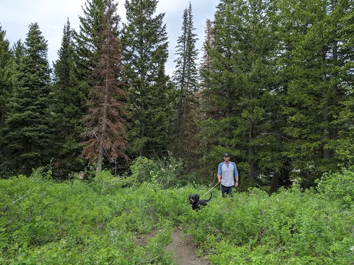 Salamander Flat Trail Head Campground Picture 5