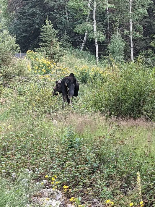 Altamont Group Campground Picture 9