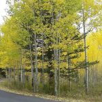 Altamont Group Campground