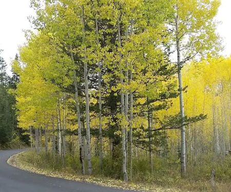 Altamont Group Campground