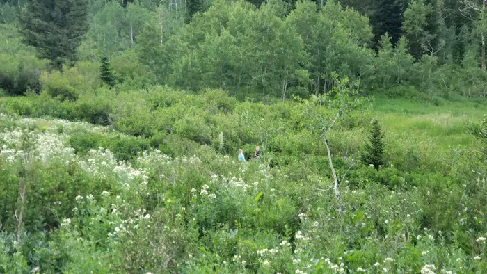 Timpooneke Campground Picture 2