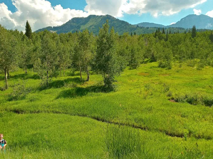 Mount Timpanogos Campground Picture 6