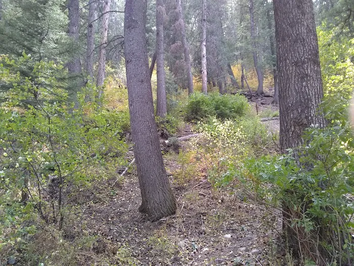 Theater-in-the-Pines Group Campground Picture 4