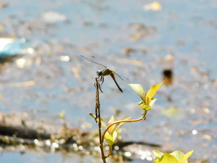 Bear Branch RV Park & Wildlife Picture 2