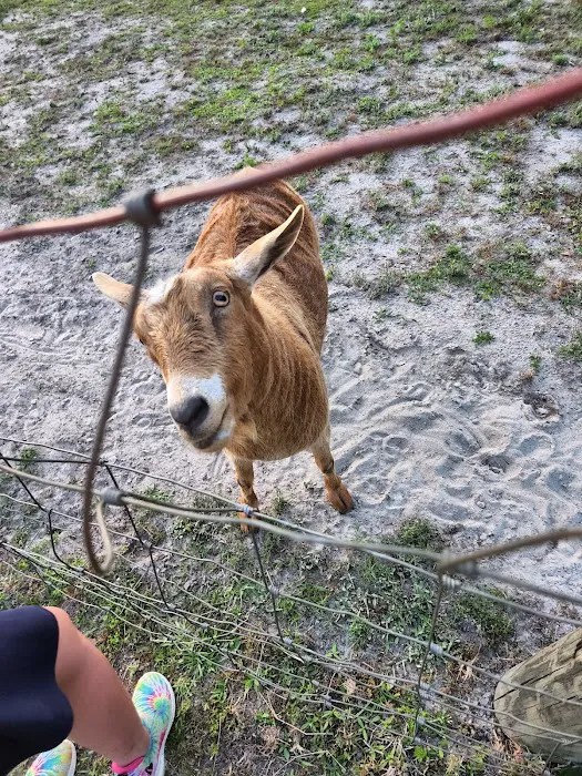 Camp South RV Park Picture 7