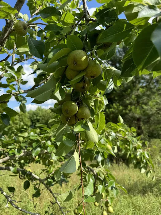 Southern Sky RV Spot Picture 7