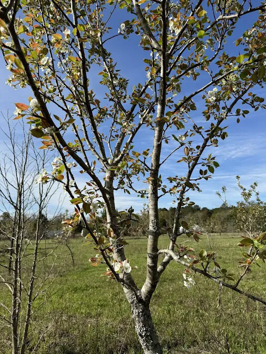 Southern Sky RV Spot Picture 2