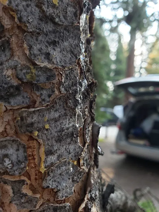 Deer Park Campground Picture 5