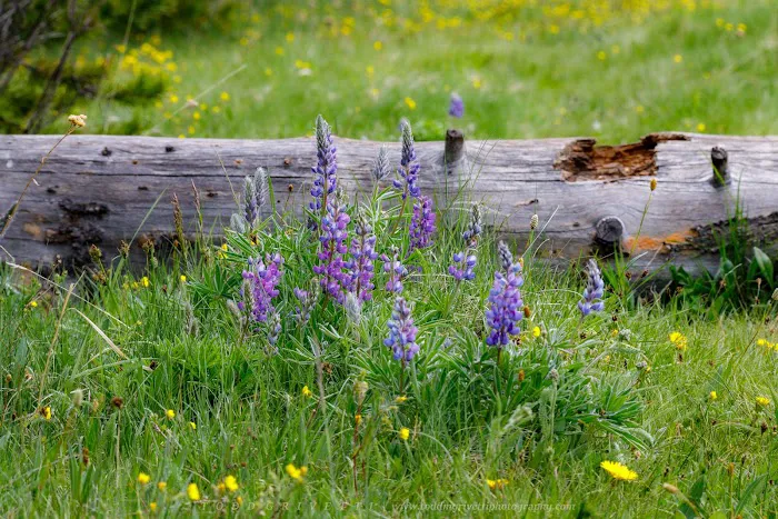 Island Park Campground Picture 3