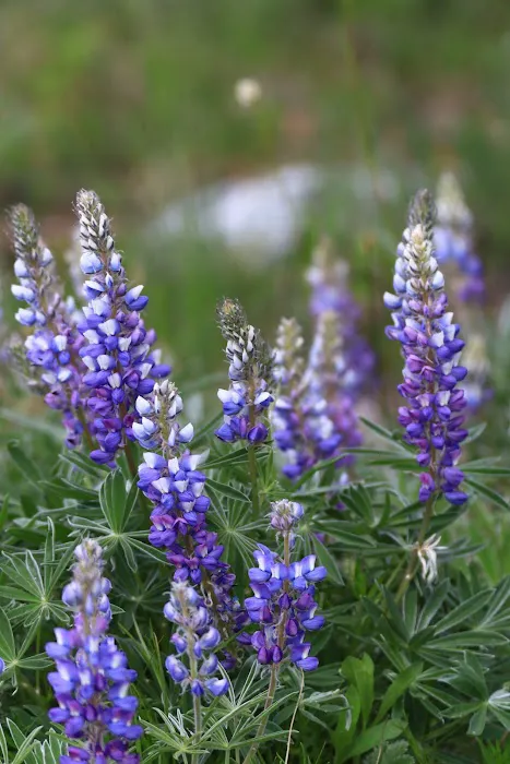 Island Park Campground Picture 6