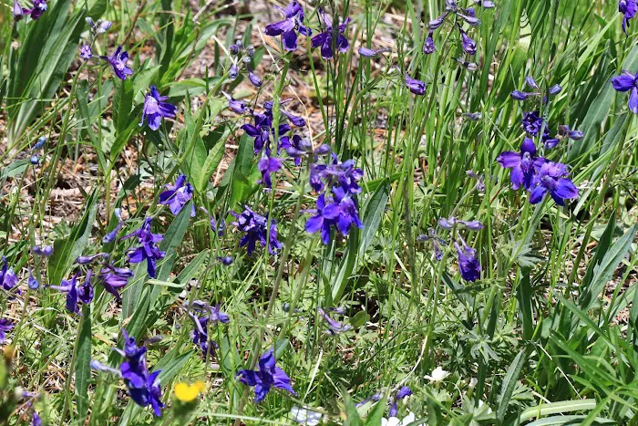 Island Park Campground Picture 5