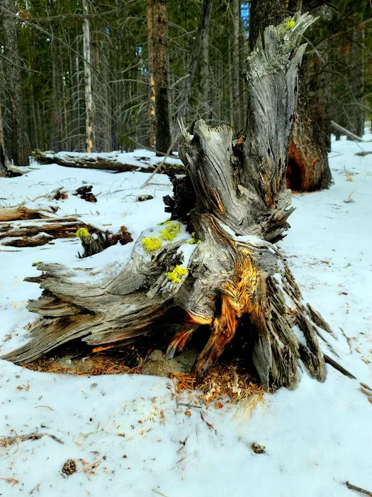 Willow Park Group Campground Picture 10