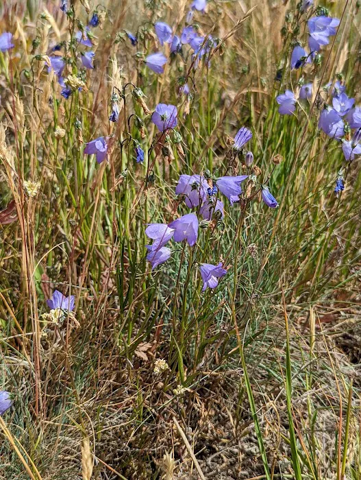 Lake View Campground Picture 8