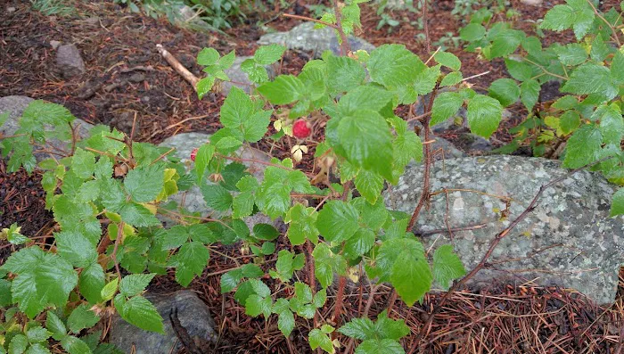 Boulder Park Campground Picture 1