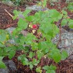 Boulder Park Campground