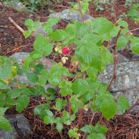 Boulder Park Campground ico