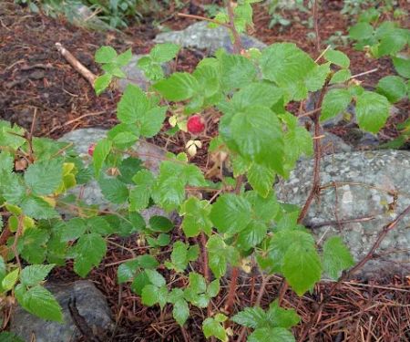 Boulder Park Campground