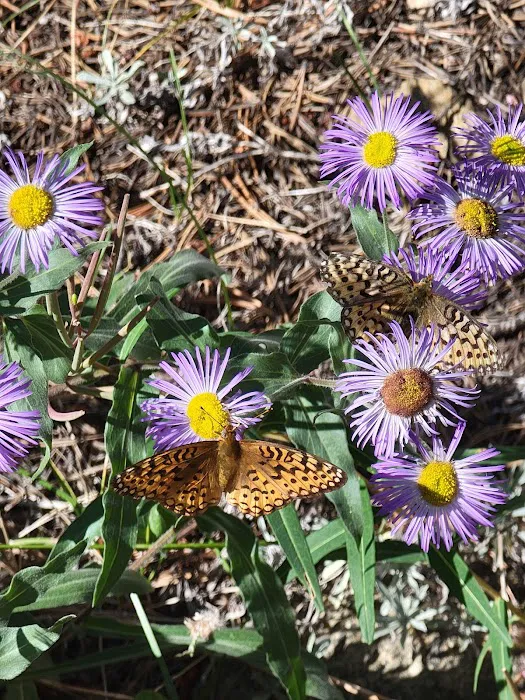 Boulder Park Campground Picture 9